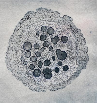 "Cellule 1"