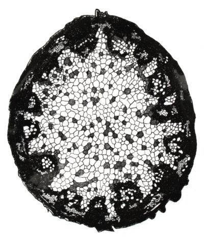 "Cellule 2"