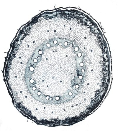 "Cellule 3"