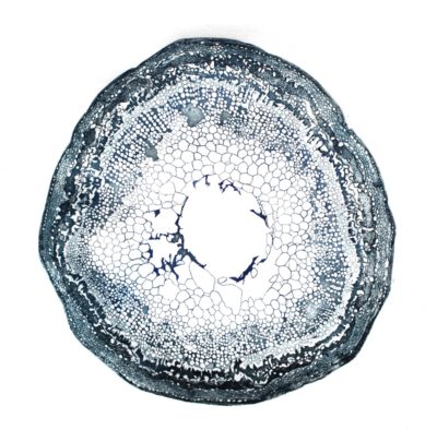 "Cellule"