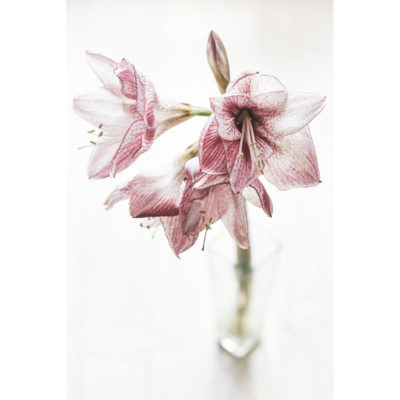 "Amaryllis"