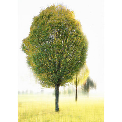 "Arbre en vert"