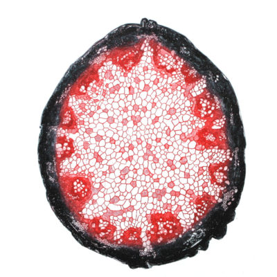 "Cellule 2 rouge"