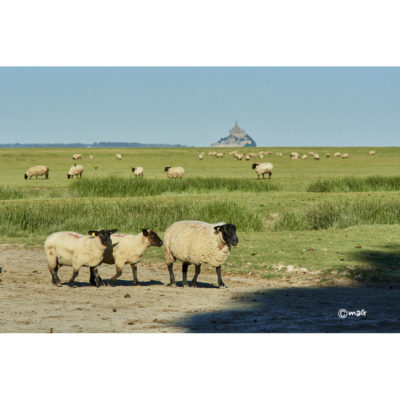 "Mont St Michel"