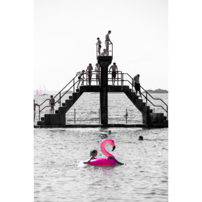 "Flamand rose"
