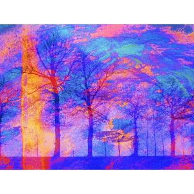 "La forêt magique"