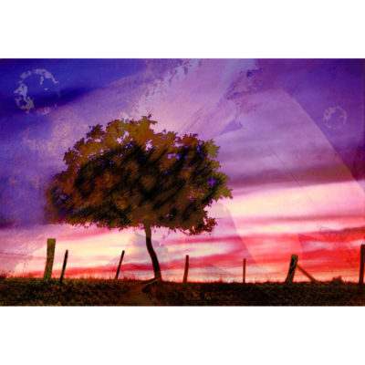 "Un arbre entre deux mondes"