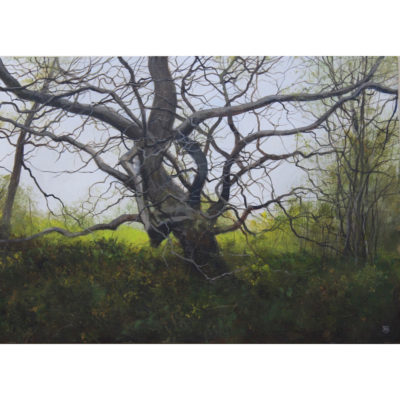 "L'arbre tordu"