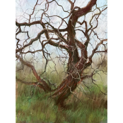 "L'arbre de John"