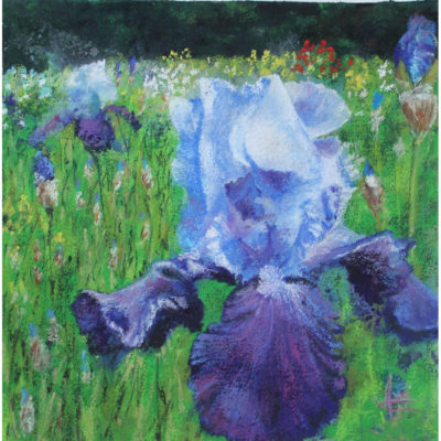 "Iris blanc et violet de Bubry"