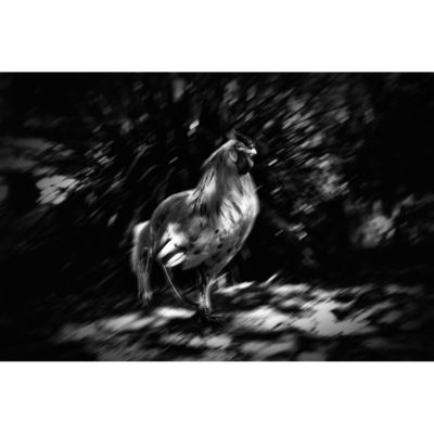 "Série Panse bêtes: Le coq"