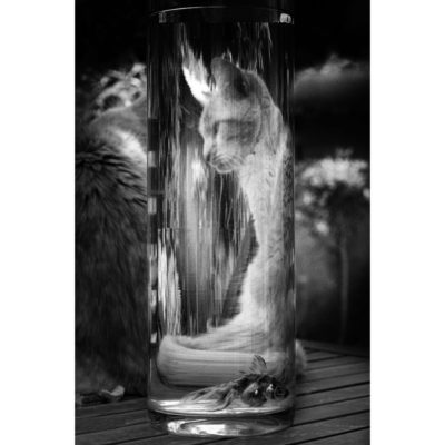 "Série Panse bêtes: Poisson Chat"