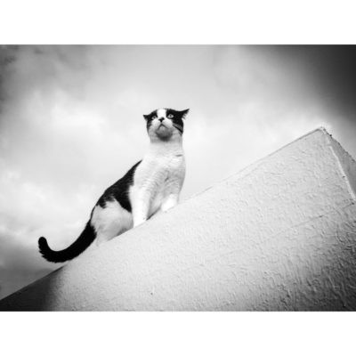 "Série Panse bêtes: Zorro"