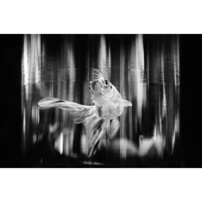 "Série Panse bêtes: Bulle"