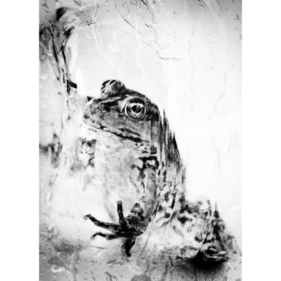 "Série Panse bêtes: Frog"