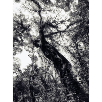 "Série Voyage: Le géant"