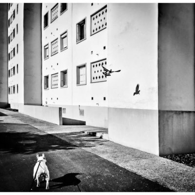 "Série Panse bêtes: Win's ballade#5"