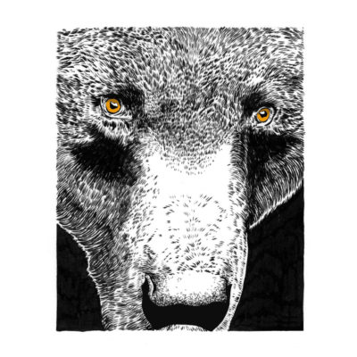 "Présences, Grizzly"