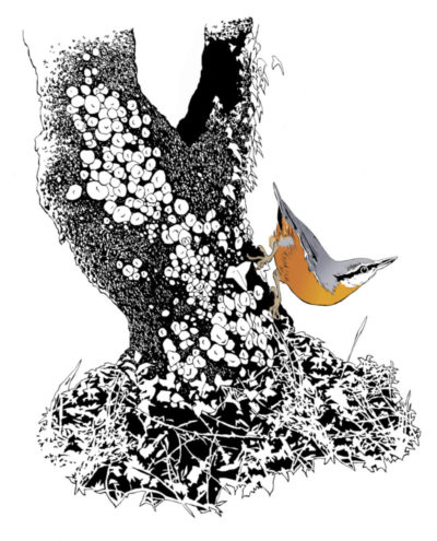 "Présences, Sittelle"