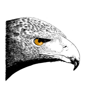 "Présences, Aigle"