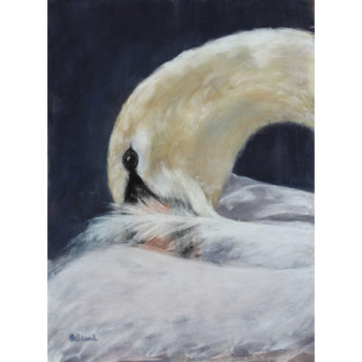 "Cygne à l'heure de la toilette"