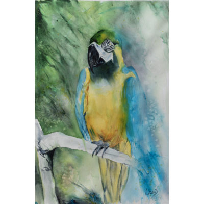 "A Macaw Mountain"