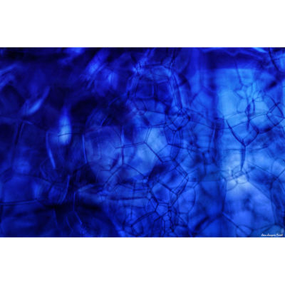 "Abstract FK2A0040"