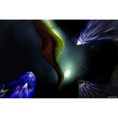 "Abstract FK2A0128b"