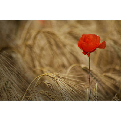 "Coquelicot MG0302"