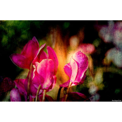 "Fleurs Hengoat FK2A0023"