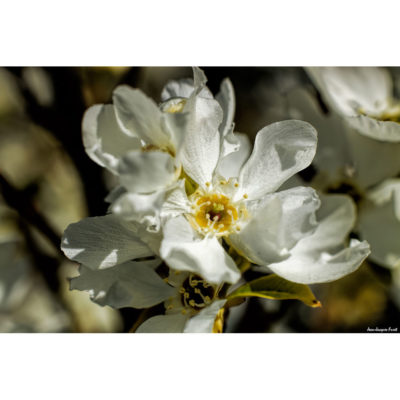 "Fleurs Hengoat FK2A0054"