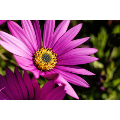 "Fleurs Hengoat FK2A0069"