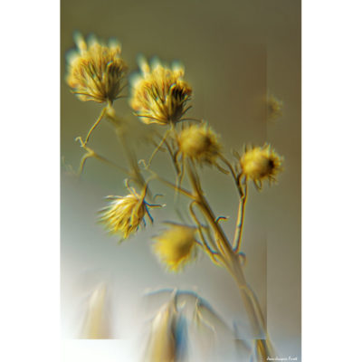 "Fleurs Hengoat FK2A0081"