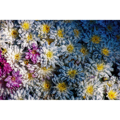 "Fleurs Hengoat FK2A0086"