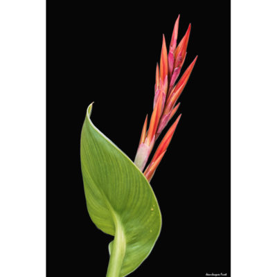 "Fleurs Hengoat FK2A0125"