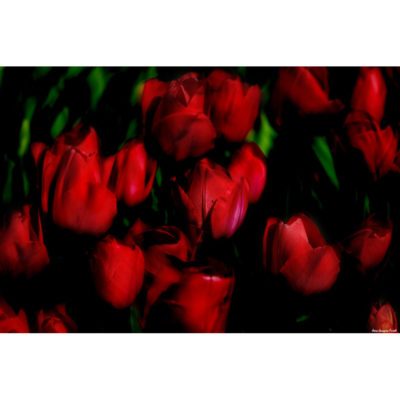 "Fleurs Hengoat MG0015"