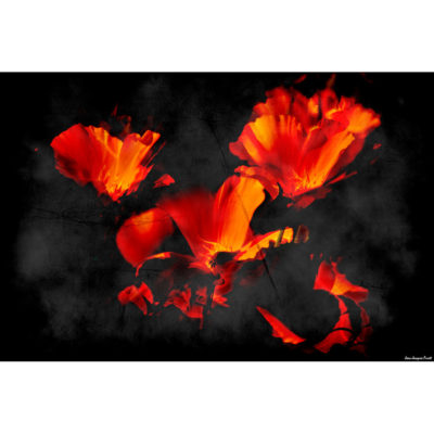 "Fleurs Hengoat MG0176"