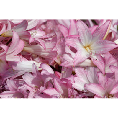 "Fleurs Kerbors FK2A0232"