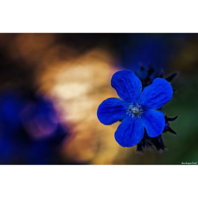 "Fleurs La Roche-Jagu K2A0074"