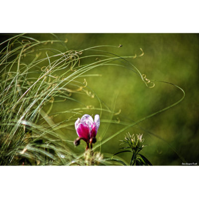 "Fleurs Hengoat FK2A0122"