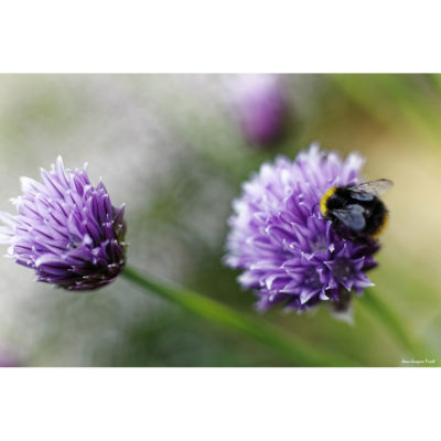 "Fleurs Hengoat FK2A0099"