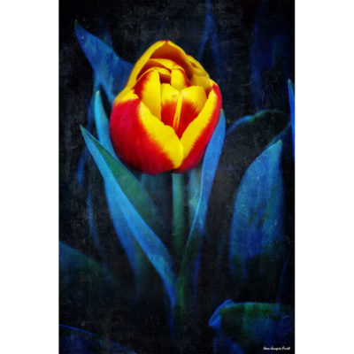 "Hengoat tulipe"