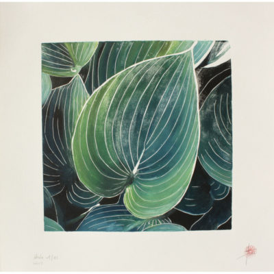 "Feuilles Hosta série 2"