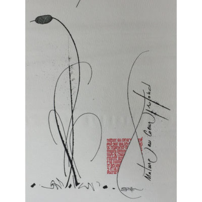 "Herbes folles - Massettes 1"