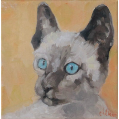 "Le siamois aux yeux bleus"
