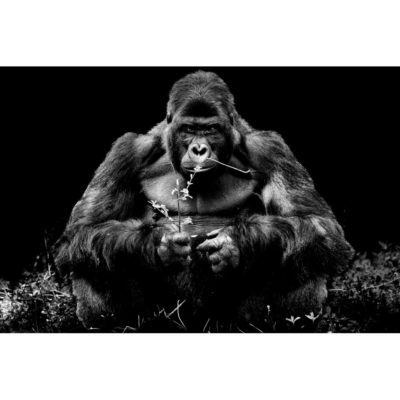 "Le gorille et sa branche"