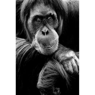 "L'orang outan"