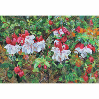 "Les Fuschias de Biddulph"