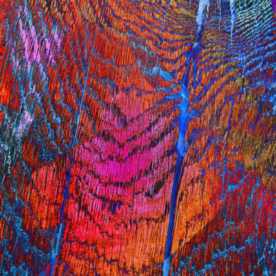 "Enluminures"