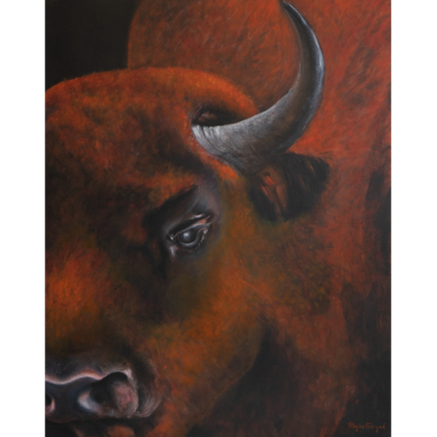 "A: Bison des bois 2"